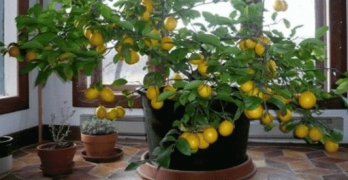 Přežije u nás citronovník? 
