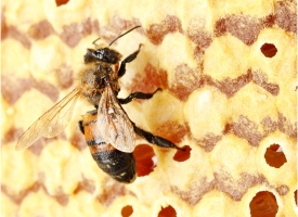 Thymovar proti varoáze včel
