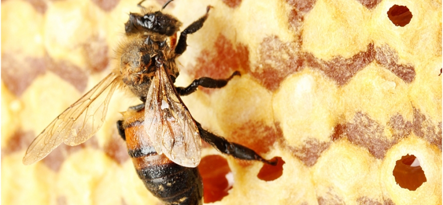 Thymovar proti varoáze včel
