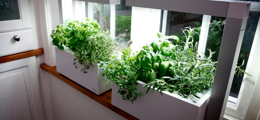 Pěstování zeleniny – proč pěstovat zeleninu